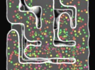 Particle diffusion inside the Hiroko Kitaoka model of the human pulmonary acinus 