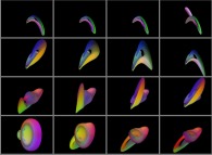 The evolution of the Klein bottle using the Lorenz attractor 
