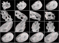 Rotation about the Y (vertical)axis of a tridimensional representation of a quadridimensional Calabi-Yau manifold 