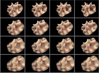 Rotation about the Y (vertical)axis of a tridimensional representation of a quadridimensional Calabi-Yau manifold that can also be viewed as a set of 4x3 stereograms 