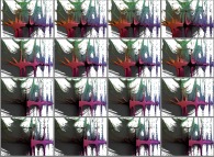 A set of 4x3 stereograms of a tridimensional visualization of the Verhulst dynamics 