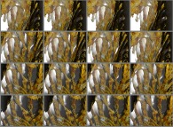A set of 4x3 stereograms of a close-up on a pseudo-octonionic Mandelbrot set (a 'Mandelbulb')-tridimensional cross-section- 