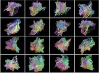 A dynamic fractal surface (four iterations)defined by means of three sets of bidimensional fields 