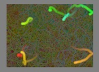 Brownian motion of a few heavy slow particles inside a gaz of fast light particles 