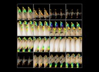 The first true colors autostereogram movie about quaternionic Julia sets -tridimensional cross-sections-