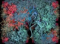 A fractal vegetal structure -'the Knowledge Tree'- 