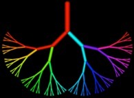 The seven first bifurcation levels (over fifteen)of the human lung tree 