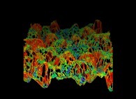 Heterogeneous meshing of a fractal surface 