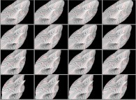 Rotation about the Y (vertical)axis of a tridimensional representation of a quadridimensional Calabi-Yau manifold that can also be viewed as a set of 4x3 stereograms 