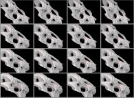 Rotation about the Y (vertical)axis of a tridimensional representation of a quadridimensional Calabi-Yau manifold that can also be viewed as a set of 4x3 stereograms 