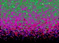 Visualization of the areas where the density is greater than 0.25 during a tridimensional diffusion process of 114299 particles 