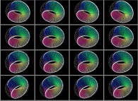 Rotation about the Y (vertical)axis of the 1-foil torus knot on its torus and its asociated Möbius strip, that can also be viewed as a set of 4x3 stereograms 