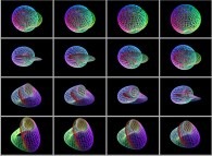 An interpolation between the Klein bottle and a 'double sphere' defined by means of three sets of bidimensional fields 