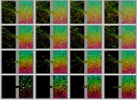 Diffusion between two boxes (initial conditions: the left one is empty, the right one contains 256 particles), with collisions and display of the gravity center -white particle- 