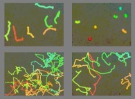 Brownian motion of a few heavy slow particles inside a gaz of fast light particles with increasing mass ratio (heavy/light=1,10,100,1000)