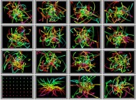 Particles in a bidimensional box submitted to an attractive central field of gravity 