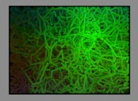 The trajectories of the particles during the spreading of an epidemic -color changes by means of contacts- 