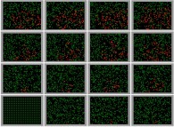 The 'exponential' spreading of a bidimensional epidemic -the COVID-19 coronavirus?- without confinement -300 particles-, with a zero death rate and with a 50% infection, starting with just one infected person -red particle on bottom left picture- 