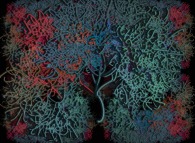 Une structure végétale fractale -'l'arbre de la connaissance'- 