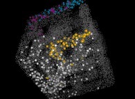 Particle diffusion inside the Hiroko Kitaoka model of the human pulmonary acinus 