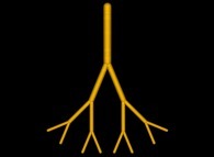 The three first bifurcation levels (over fifteen)of the human lung tree 