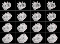 Rotation about the Y (vertical)axis of a tridimensional representation of a quadridimensional Calabi-Yau manifold that can also be viewed as a set of 4x3 stereograms 