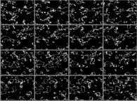 Bidimensional cross-sections inside a fractal structure 