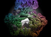 A foggy pseudo-octonionic Julia set ('MandelBulb' like: a 'JuliaBulb')computed with A=(-0.58...,+0.63...,0,0,0,0,0,0) -tridimensional cross-section- 