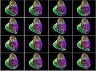 A dynamic 'crumpled' Klein bottle defined by means of three sets of bidimensional fields 