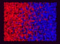 Fractal diffusion front in a bidimensional medium obtained by means of identical interacting particles with spatial Fourier filtering 