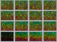 Brownian motion of a few heavy slow particles inside a gaz of fast light particles 