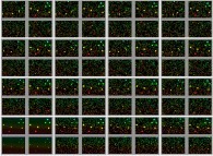 Brownian motion of a few heavy slow bright particles inside a gaz of fast light particles with increasing mass ratio (heavy/light=1,10,100,1000)