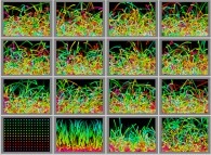 Particles in a bidimensional box submitted to a vertical field of gravity 