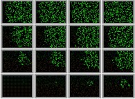 Spreading of an epidemic -color changes by means of contacts- 