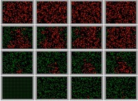 The 'exponential' spreading of a bidimensional epidemic -the COVID-19 coronavirus?- without confinement -300 particles-, with a zero death rate and with a 100% infection, starting with just one infected person -red particle on bottom left picture- 