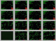 The 'exponential' spreading of a bidimensional epidemic -the COVID-19 coronavirus?- without confinement -300 particles-, with cluster(s), with a zero death rate and with a 100% infection, starting with just one infected person -red particle on bottom left picture- 